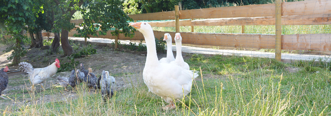Gänse und Hühner auf der Weide