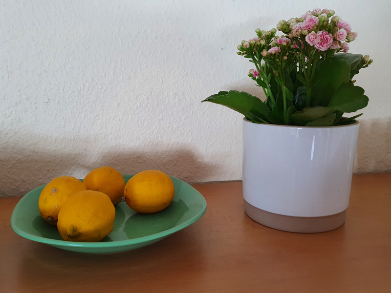 Zitronen und Zimmerpflanze